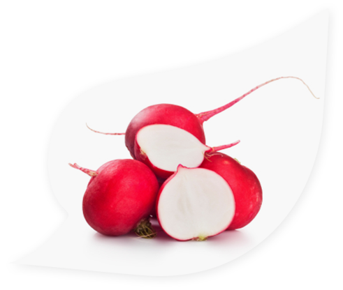 Radish